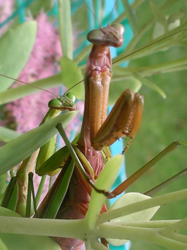 Praying mantes: View from the other side