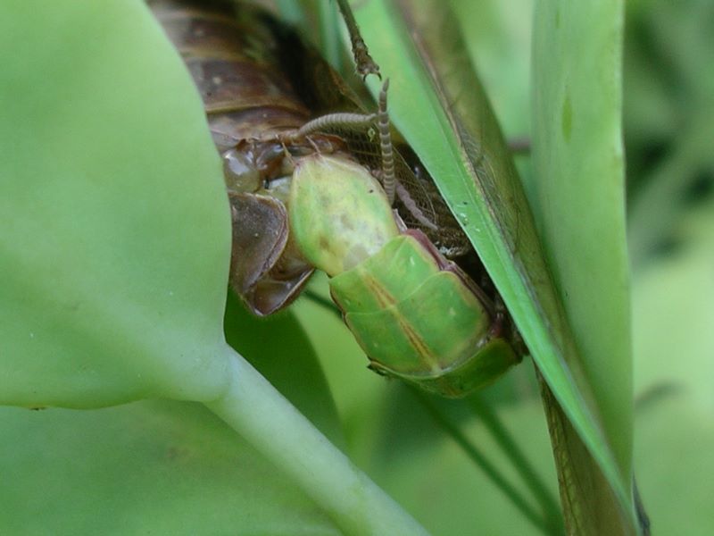 Male praying mantis reproductive organ searching for female opening