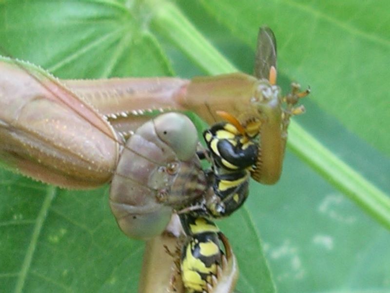 Female praying mantis:  Eating yellowjacket