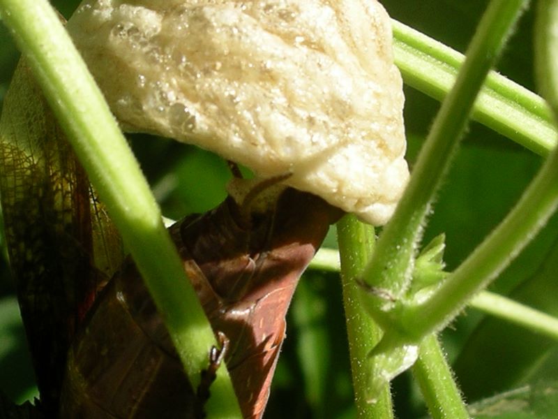Detail of 'foam' secretions for egg case from female praying mantis