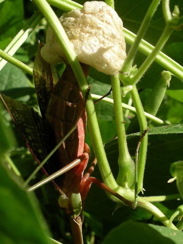 The female praying mantis added to the egg case over several hours
