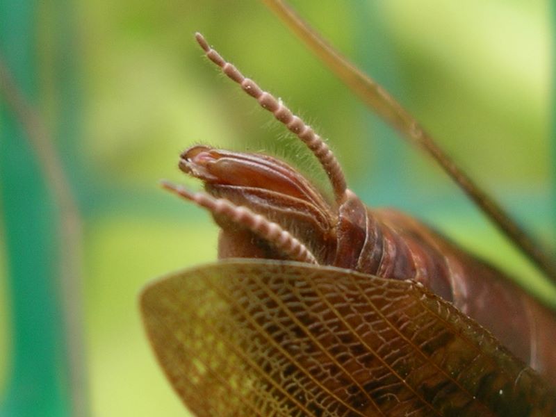Female praying mantis:  Detail of cerci and reproductive organ after constructing egg case