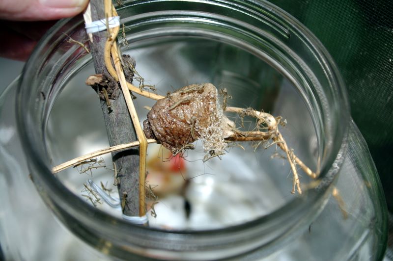 Taking the praying mantis egg case out of the hatching jar