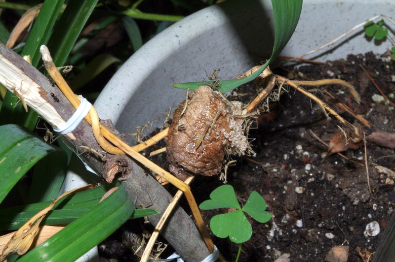 Setting the young praying mantes free in my garden