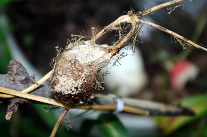 raying mantes and egg case detail #3