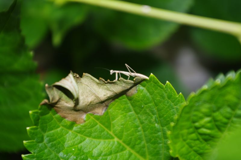 Young praying mantis beginning to explore its new environment