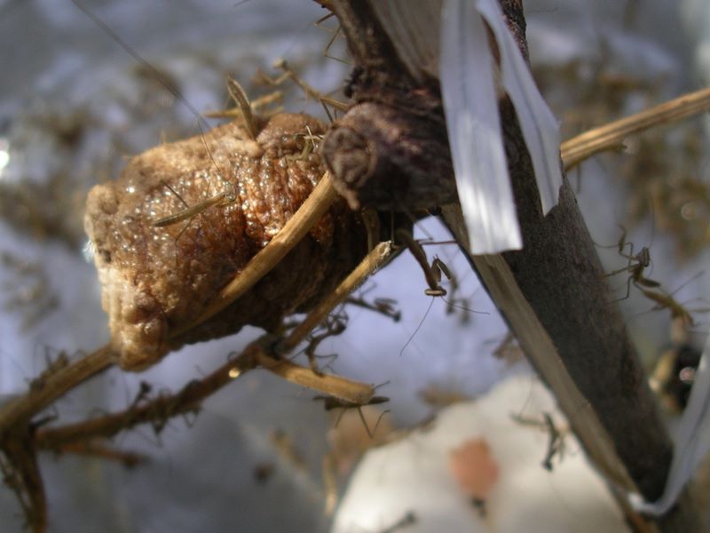 Praying mantes climbing over their egg case