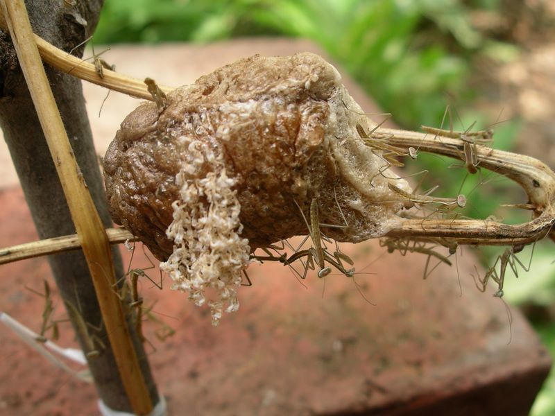 Praying mantes and egg case detail #4