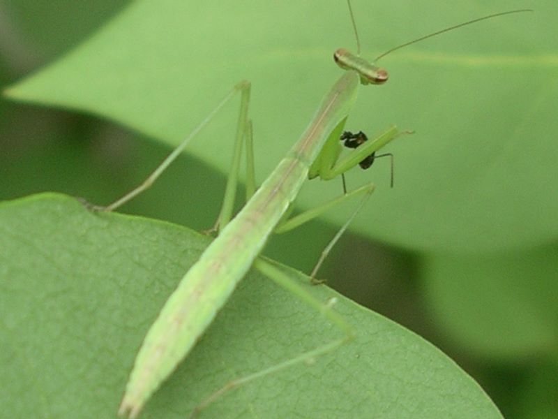 Young praying mantis: approximately 10 days old, eating an insect 