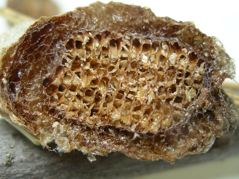 Praying mantis egg case cross section - view #2 