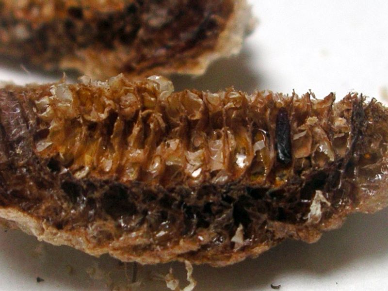 Praying mantis egg case with remains of one mantis that never hatched