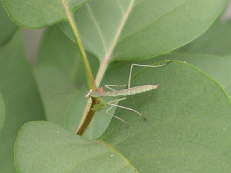 Young praying mantis, approximately 2 week old detail