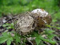dissicated thistle pod