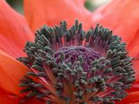 poppy flower