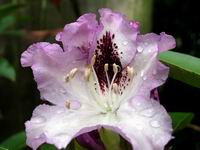 rhodadendron