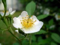 mini white rose