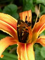 butterfly and day lily
