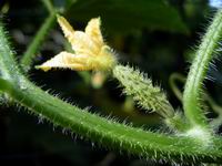 infant cucumber with flower still attached