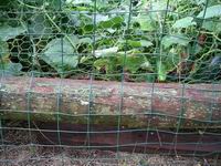 garden fence