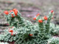 red crest lichen closeup