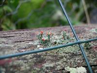 fence closeup