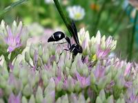 wasp sucking nectar