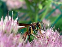 wasp sucking nector 2