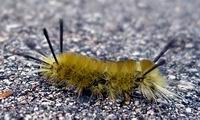 catepillar 