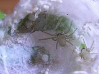 baby spiders