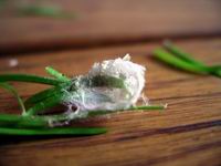 spider egg sac