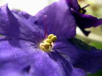 african violet