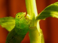 worm munching basil plant