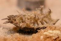 dead, dust cover sow bug on workbench