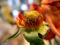 Beauty lingers in an old rose devoid of petals