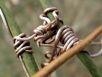 vine coil