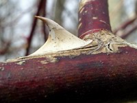 impressive thorn