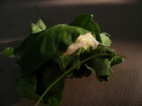 polyphemus caterpillar in cocoon