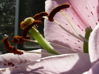 oriental lily