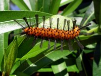 small but colorful disney cast member -- catapillar 