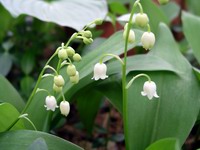 lily of the valley #2