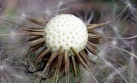 golf ball detail