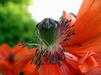 spent poppy flower
