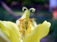 yellow columbine late bloom detail