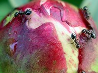 peony / ant detail