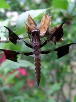 dragon fly