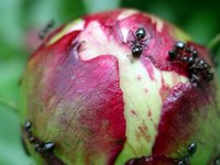 peony bud & ants