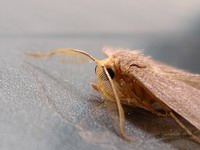 moth detail