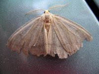moth overview