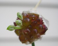 onion grass budding