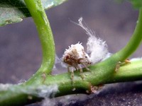 wooly aphid #1